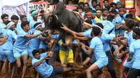Para peserta festival Jallikattu berusaha untuk mengendalikan seekor banteng di desa Palamedu, pinggiran kota Madurai, di negara bagian Tamil Nadu sebelah selatan, 16 Januari 2019 (AFP)
