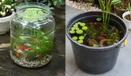 Kolam Mini Galon vs Ember, Mana yang Lebih Cocok untuk Memelihara Ikan Hias? Ini Perbandingannya