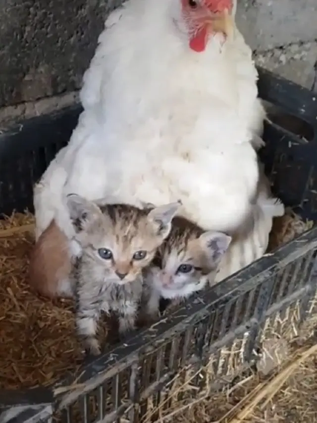 Viral Aksi Induk Ayam “Mengerami” Kucing Bikin Gemas Warganet