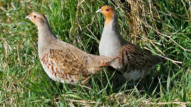 Burung Puyuh