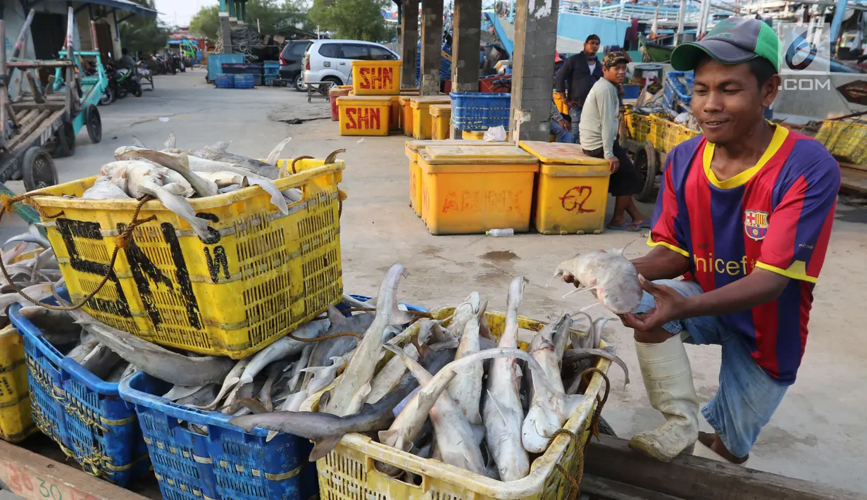 Pekerja menunjukkan ikan hiu di Muara Angke, Jakarta, Kamis (7/6). Menurunnya populasi ikan hiu dari berbagai macam spesies disebabkan masih massifnya perdagangan ikan hiu di Indonesia. (Liputan6.com/Angga Yuniar)