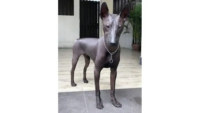 6 Bentuk Anjing Ini Mencengangkan, Ada yang Disebut Mirip Alien