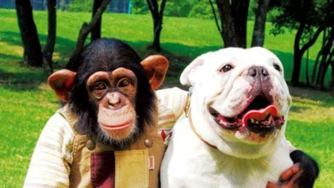 Temukan Arti Persahabatan Lewat Hubungan Monyet dan Anjing Ini