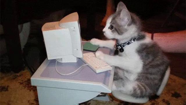 6 Aksi Kucing Bak Teknisi IT Ini Lucu Banget, Serius Depan Komputer