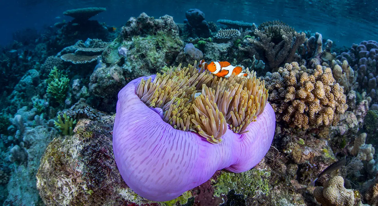 Raja Ampat, Sorong, Papua Barat. (wildernesstravel.com)
