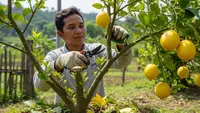 8 Jenis Pohon Buah yang Tambah Produktif Saat Dipangkas, Kualitas dan Kuantitas Panen Meningkat