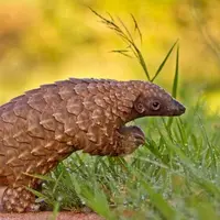 Nyaris Punah, Tringgiling Jadi Perhatian Dunia