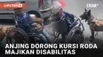 Bagi manusia, kesetiaan adalah nilai menempel pada anjing. Tak hanya soal menjaga rumah, anjing juga peka terhadap kondisi majikan. Seperti aksi viral anjing berikut ini yang dibagikan akun TikTok @brendabriones9. Seekor anjing terekam mendorong kurs...