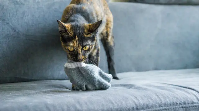 Ilustrasi kucing/Shutterstock.