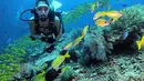 Keindahan laut Raja Ampat memang tak perlu diragukan lagi. Widika pun bertemu dengan banyak spesies laut seperti saat bertemu dengan ikan berwarna kuning di sekitarnya. Aktris yang membintangi Sebelum Iblis Menjemput Ayat 2 ini terlihat sangat menikmati divingnya. (Liputan6.com/IG/@wdkds)