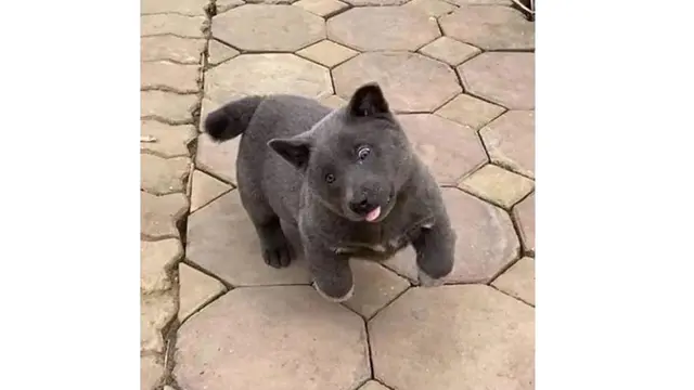 Viral, 7 Ekspresi Konyol Anjing Ini Sukses Bikin Gemas Netizen