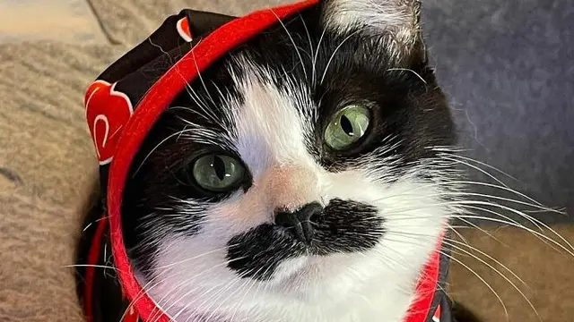 Punya Kumis Seperti Manusia, Kucing Ini Bikin Gemas Warganet
