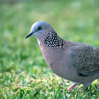 Unik, lomba burung tekukur  seperti sabung ayam 