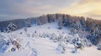 Ilustrasi hutan Siberia (iStock)