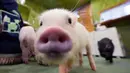Babi berukuran kecil ini sangat lucu dan menggemaskan. Makanya, banyak sekali orang yang ingin memilikinya. (AP Photo/Eugene Hoshiko)