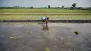 Seorang petani menanam bibit padi di Sidoarjo, Jawa Timur, Rabu 3 Juni 2026. (JUNI KRISWANTO/AFP)