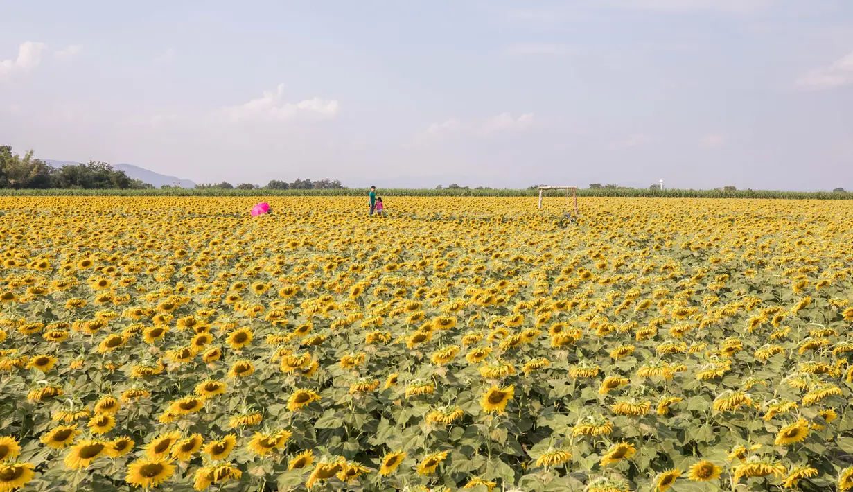 Sejumlah wisatawan mengunjungi sebuah ladang bunga matahari di Provinsi Lopburi, Thailand, pada 14 Desember 2020. Ribuan hektare lahan dipenuhi oleh bunga cantik berwarna kuning terang ini yang bermekaran pada November hingga Januari. (Xinhua/Zhang Keren)