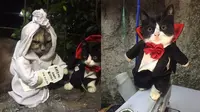 6 Pemotretan Kucing Tema Horor Ini Unik, Bikin Ngakak (sumber: Twitter/usingcloath5)