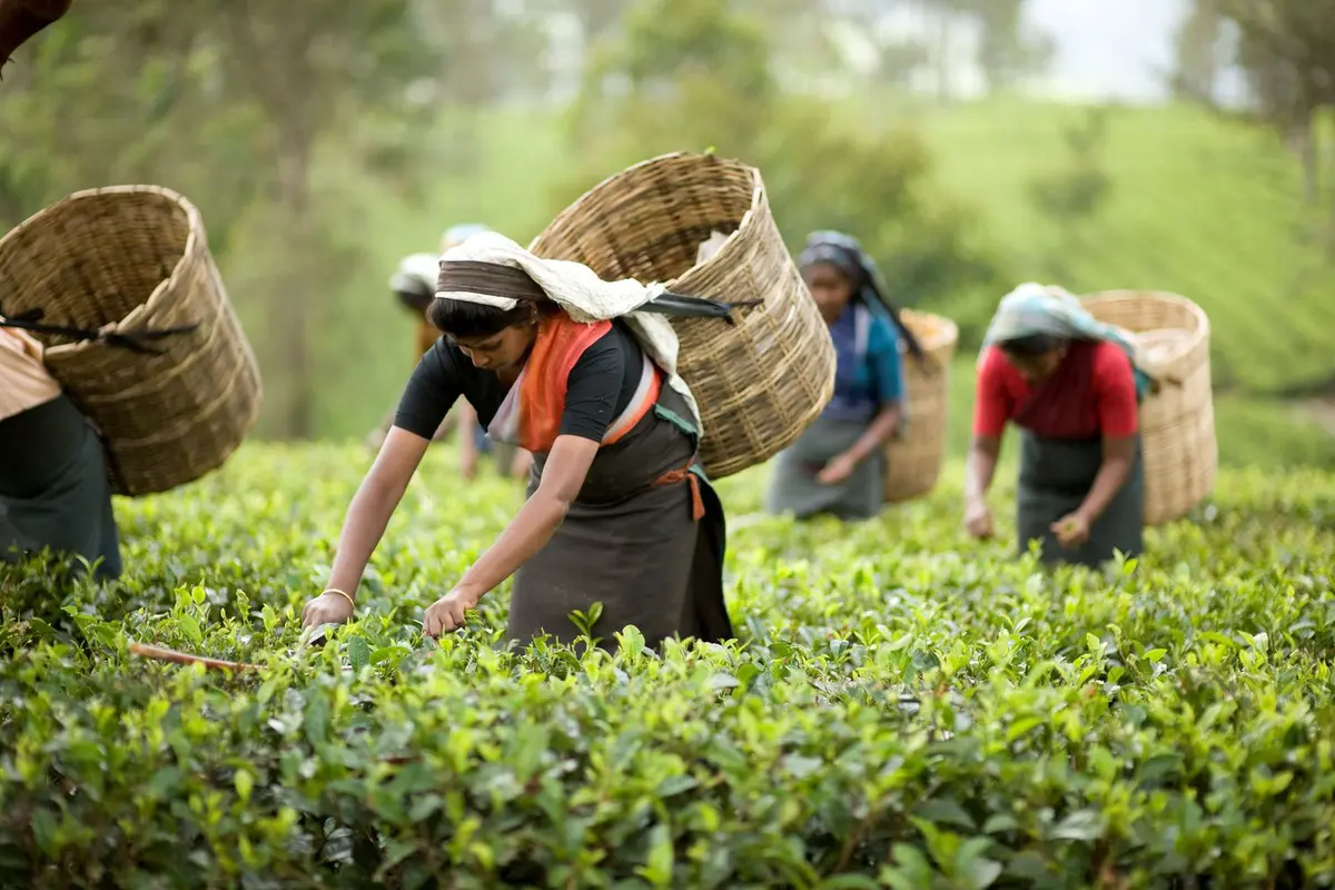 4 Kebun Teh Terindah Bandung yang Wajib Dikunjungi