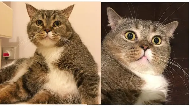 Instagram kucing (Sumber: Instagram/bujibuchempel)