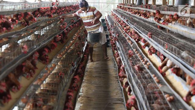 Peternak di Depok Ungkap Penyebab Tingginya Harga Telur Ayam