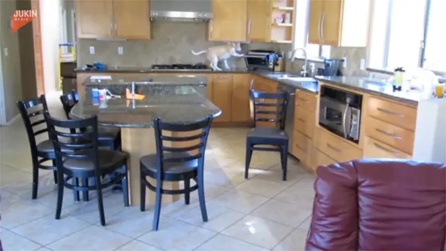 VIDEO: Nakal, Anjing Ini Curi Ayam dari Oven
