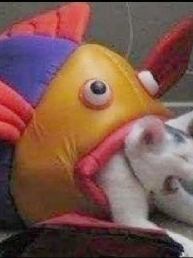 7 Ekspresi Kocak Hewan Saat Tersangkut Ini Bikin Kasihan