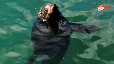 Singa laut di Kalk Bay, Cape Town, Afsel.