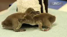 Kumpulan berita dunia dari penyelidikan terhadap mantan penasihat keamanan nasional hingga kelahiran 2 penguin di kebun binatang London.