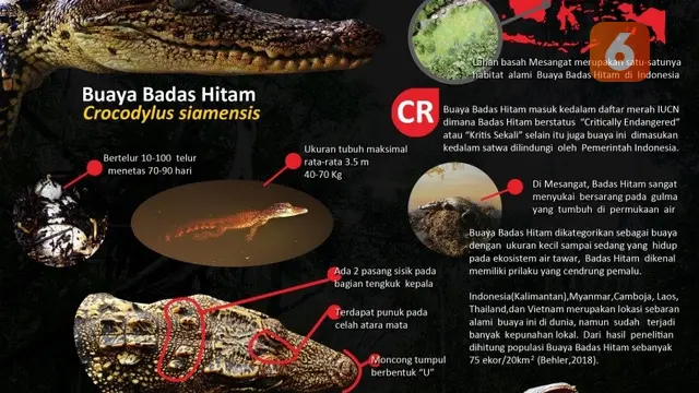 poster buaya badas hitam
