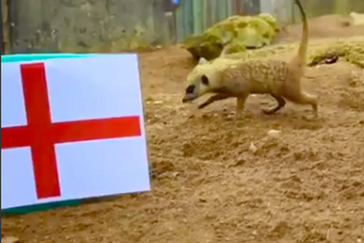 'The Mystic Meerkat'