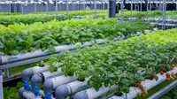 Cara Menggunakan Air PDAM untuk Hidroponik agar Tanaman Subur dan Panen Melimpah