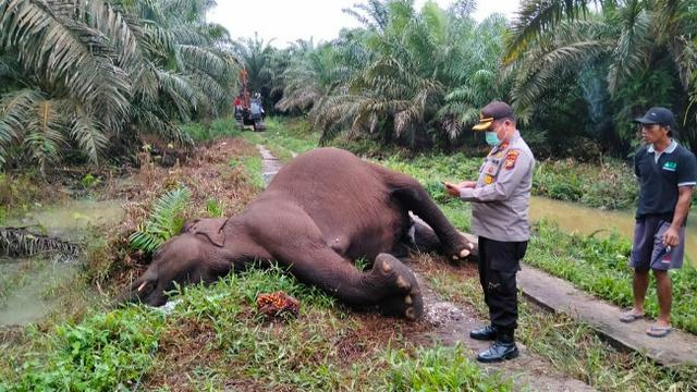Gajah mati yang ditemukan warga di Kabupaten Bengkalis karena tersengat listrik. (Liputan6.com/Dok BBKSDA Riau)