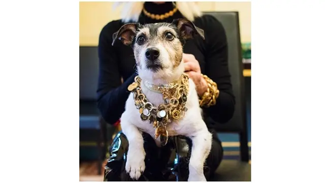 6 Gaya Glamor Anjing Seleb Hollywood