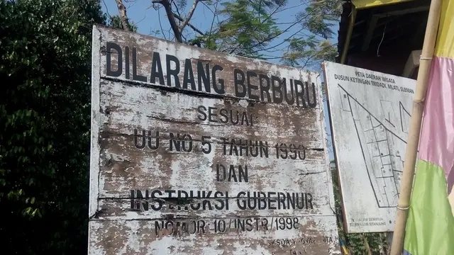Mitos Mistis Burung-Burung Kuntul Ketingan Sleman