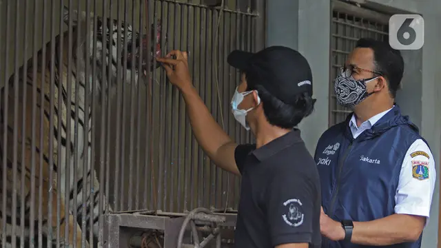 Dua Harimau di Ragunan Terpapar COVID-19