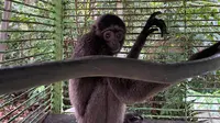 Cerita Gollum, Owa Kurus Tak Bersuara yang Diselamatkan dari Kandang Ayam di Kaltim