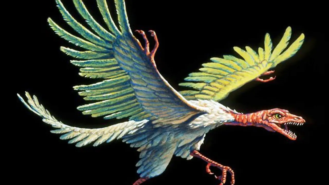 Archaeopteryx
