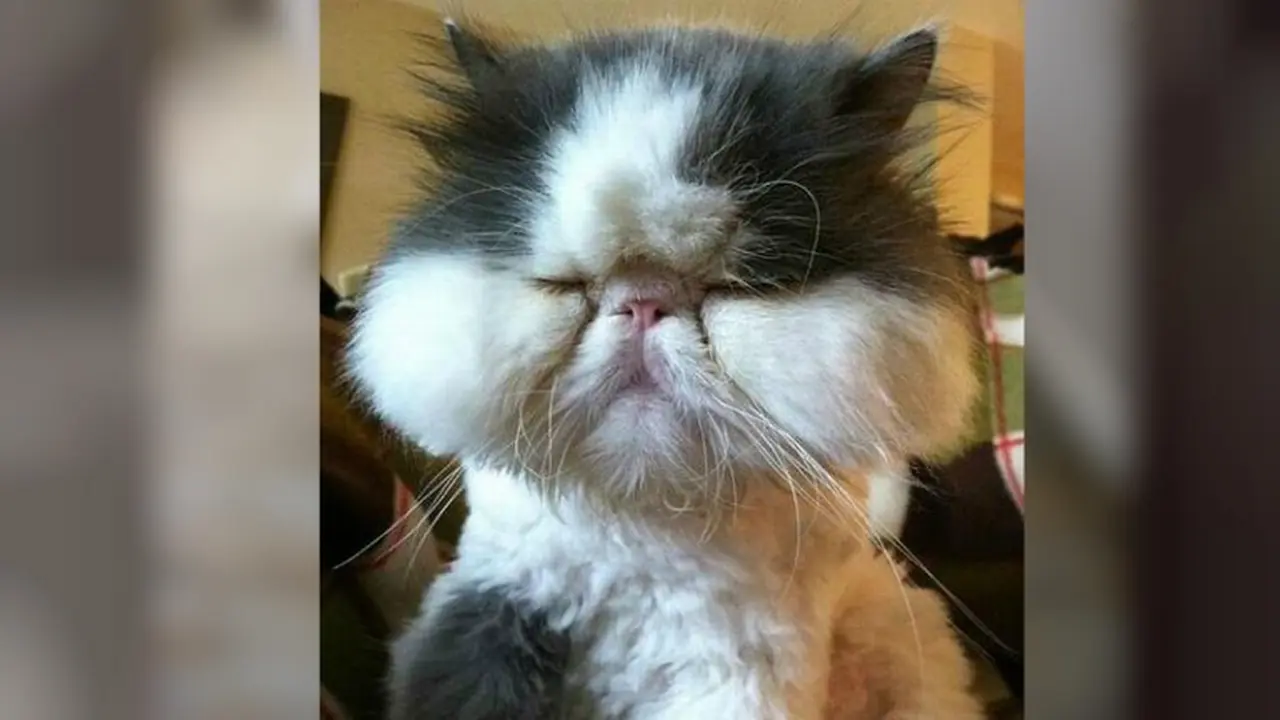 Ekspresi Lucu Anjing dan Ketika Disengat Lebah
