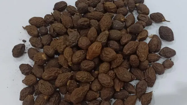 Buah tempayang