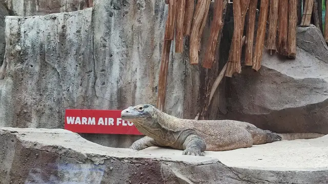 Kementerian Lingkungan Hidup dan Kehutanan (KLHK) memberangkatkan enam ekor komodo dari Lembaga Konservasi Taman Safari Indonesia ke Cagar Alam Wae Wuul, Nusa Tenggara Timur (NTT), Selasa (15/8/2023).