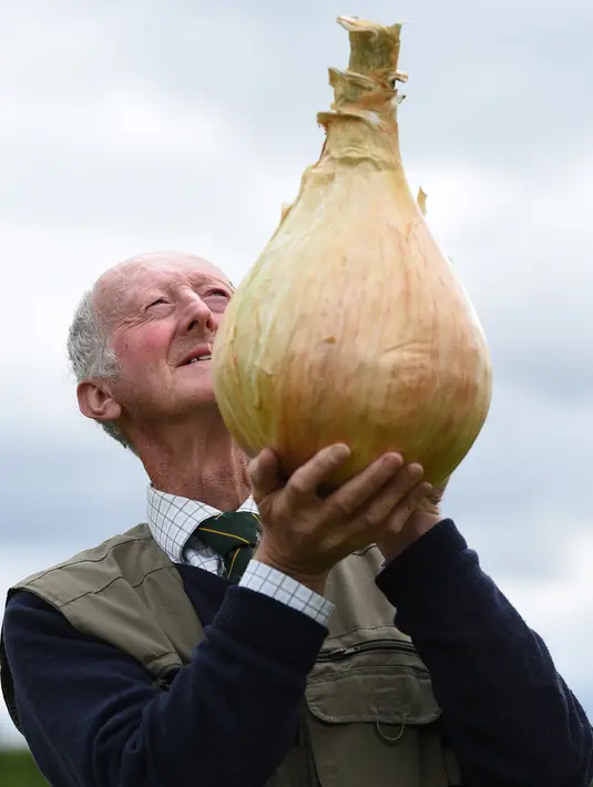 Peter Glazebrook berpose dengan bawang bombay seberat 6,6 kg yang berhasil memenangkan kelasnya ketika mengikuti kompetisi sayuran dan buah raksasa pada hari pertama Flower Show Autumn Harrogate, di Harrogate, Inggris, Jumat (15/9). (OLI SCARFF/AFP)