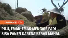 Harga beras yang masih tinggi membuat emak-emak di Madiun, Jawa Timur, rela mengais sisa batang padi hingga gabah di area sawah yang telah dipanen. Selain untuk makan, sebagian dijual untuk keperluan sehari-hari.