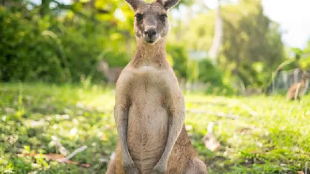 Ilustrasi kanguru (iStock)