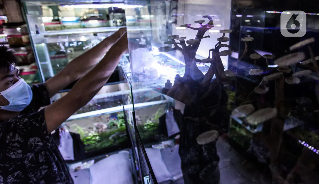Penjual mengecek ikan hias di Sentra Ikan Hias, Dinas Kelautan, Pertanian dan Ketahanan Pangan DKI Jakarta, Senin (9/8/2021). Selama masa pandemi Covid-19 pendapatan para penjual ikan hias mengalami penurunan yang cukup signifikan. kerumunan. (Liputan6.com/Johan Tallo)
