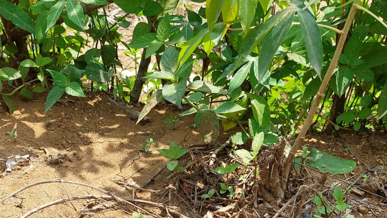 Tagana Banyumas dan kepolisian beserta sejumlah pihak lainnya melacak jejak macan dan mencari keberadaannya di hutan sekitar Windunegara, Wangon. (Foto: Liputan6.com/Tagana Banyumas)