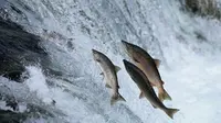 Alasan Kenapa Ikan Salmon Berenang Melawan Arus