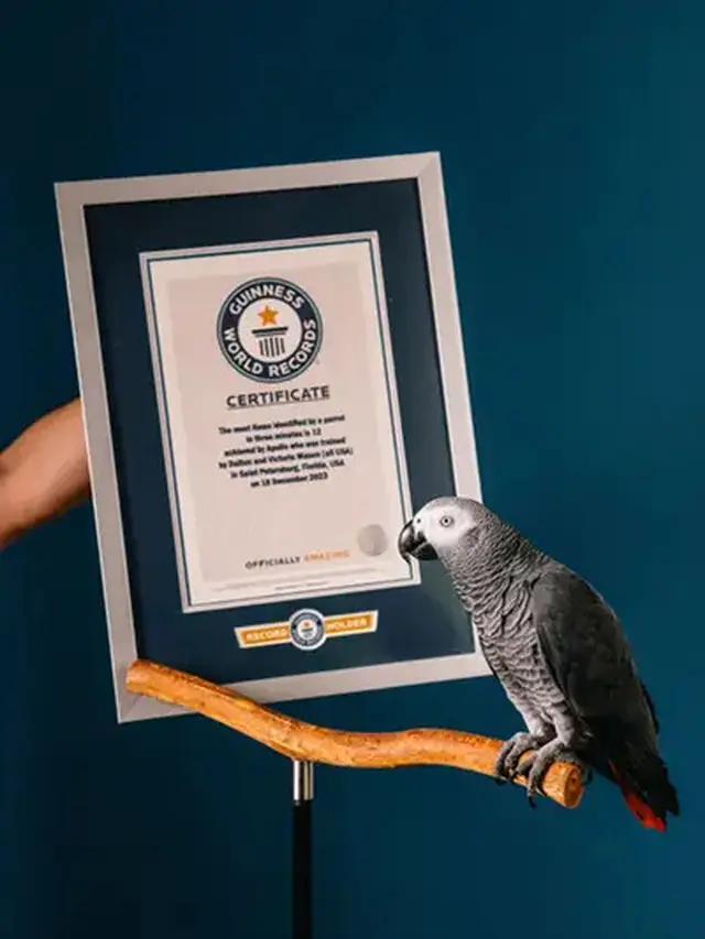 Apollo, burung beo abu-abu Afrika berusia 4 tahun pecahkan rekor dunia dari Guinness World Record. (Dok Guinness World Records)