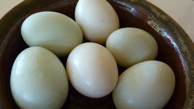 Foto: copyright shutterstock.com