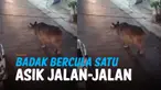 THUMBNAIL badak